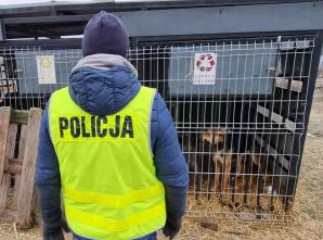 Policjanci i Służba Weterynaryjna odebrały 43 psy